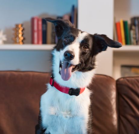FitBark2, il collare hi-tech che tiene sotto controllo la salute del cane