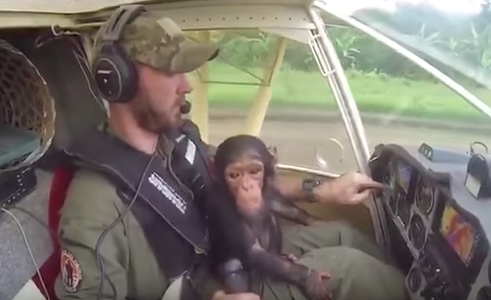 Baby scimpanzé salvato da un pilota: il video è il più dolce di sempre