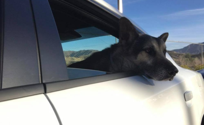 Cane anziano adottato nei suoi ultimi giorni di vita [FOTO]