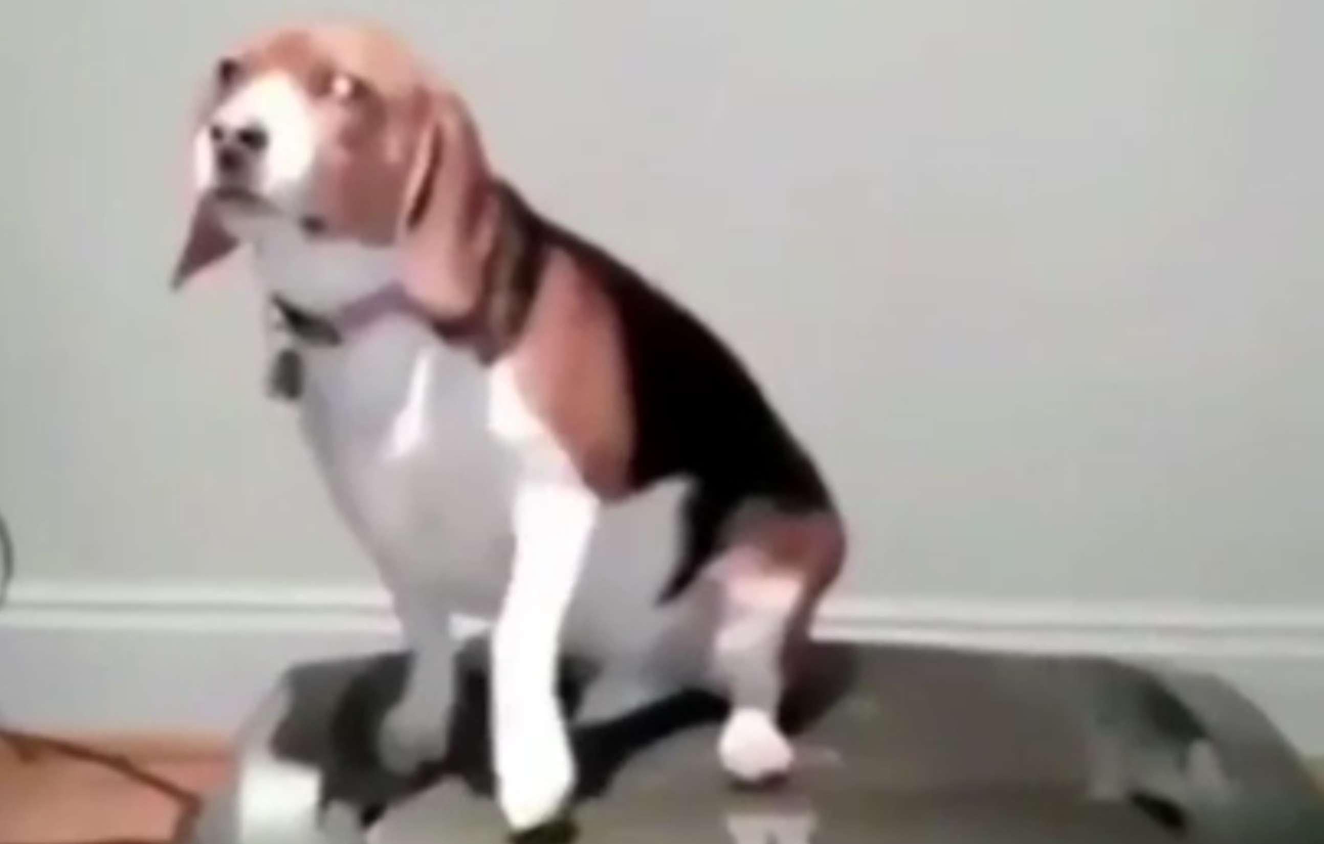 Il cane grasso deve fare il tapis roulant: la sua “interpretazione” è incredibile [VIDEO]