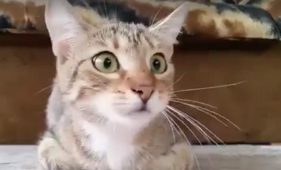 Il gatto guarda Psycho: la reazione è sorprendente [VIDEO]