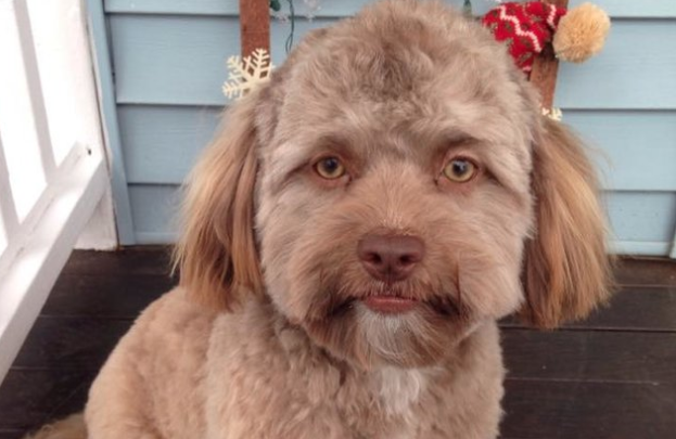 Il cane ha lo sguardo umano: Yogi è una star del web [VIDEO]
