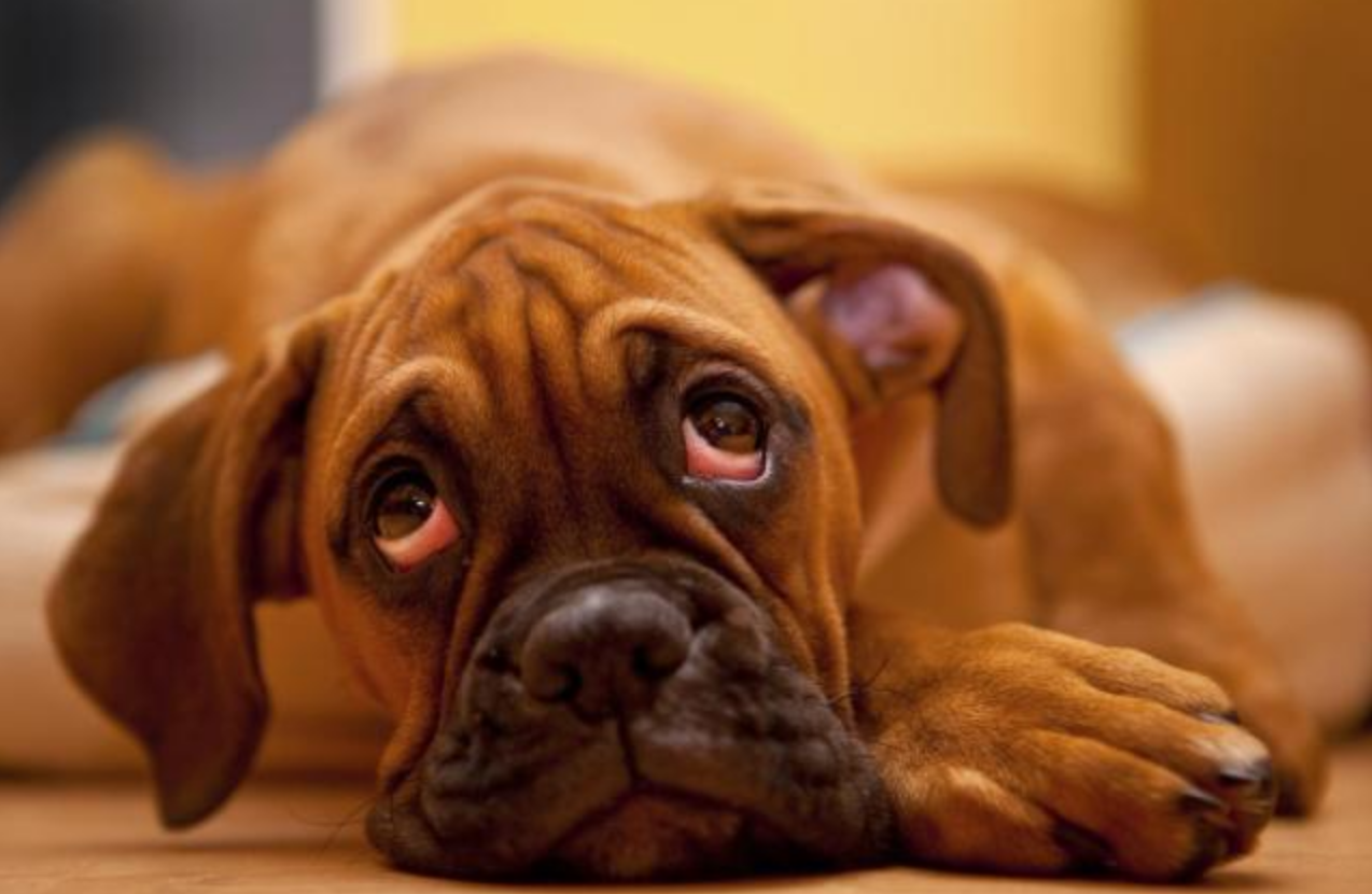 Sindrome dell’occhio secco nel cane: ecco le razze più colpite