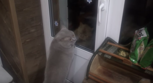 Il gatto Giacobbe parla: “Aprimi la porta” [VIDEO]