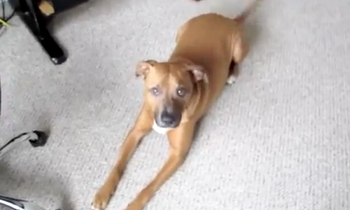 Il cane più felice del mondo esiste: dopo 2 anni rivede il proprietario e… [VIDEO]