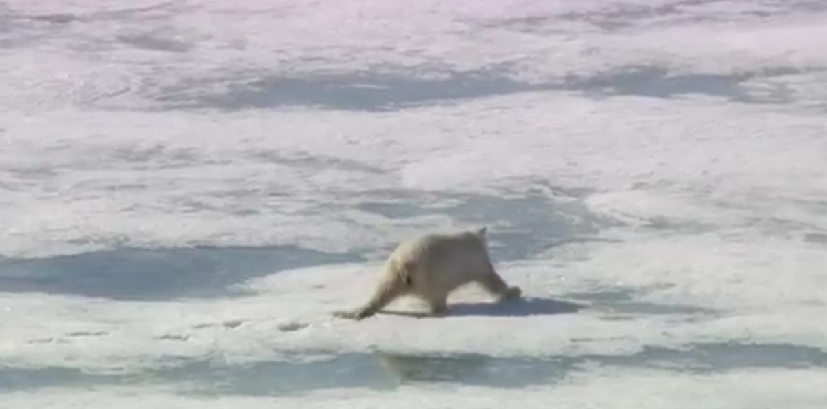 Gabriele Muccino per gli orsi polari: lo spot del Wwf da vedere [VIDEO]