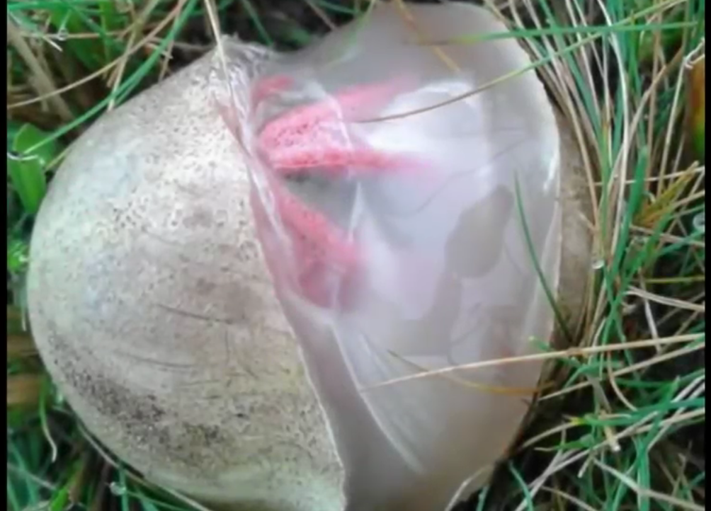 Turisti trovano un uovo “alieno” che sta per schiudersi: il filmato è scioccante  [VIDEO]