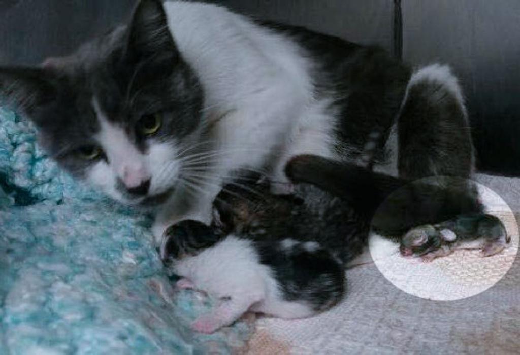 Mamma gatta adotta un coniglio orfano: il gesto è tenerissimo [FOTO]