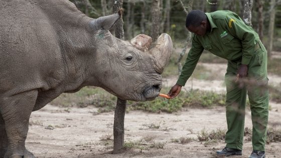 Morto l’ultimo rinoceronte bianco maschio settentrionale: aveva 45 anni [VIDEO]