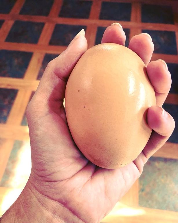 Contadino trova un uovo misterioso sotto la sua gallina: la scoperta è inquietante