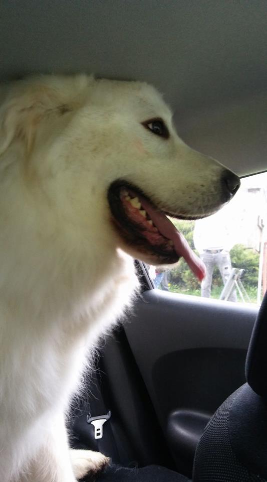 Il cane Miro abbraccia i suoi proprietari: “Si torna a casa” [VIDEO]