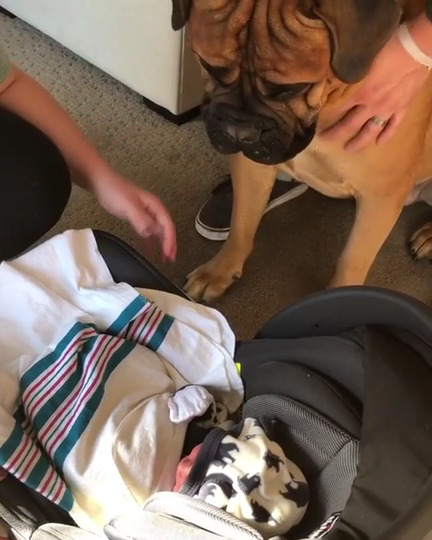 Cane vede per la prima volta un neonato: ecco la sorprendente reazione [VIDEO]