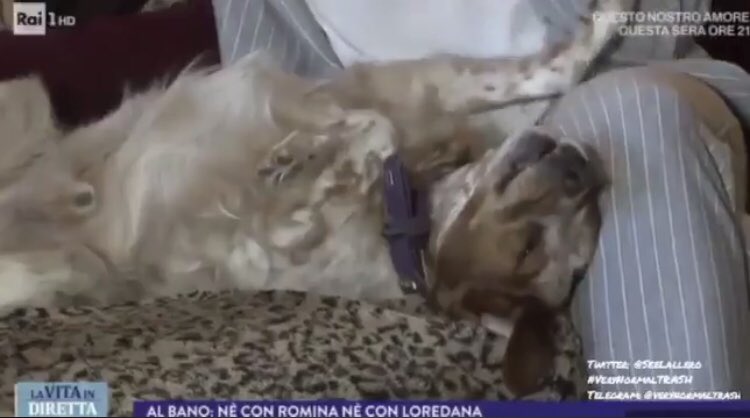 Il cane di Alba Parietti piange in tv per Albano e Loredana Lecciso: è mito [VIDEO]
