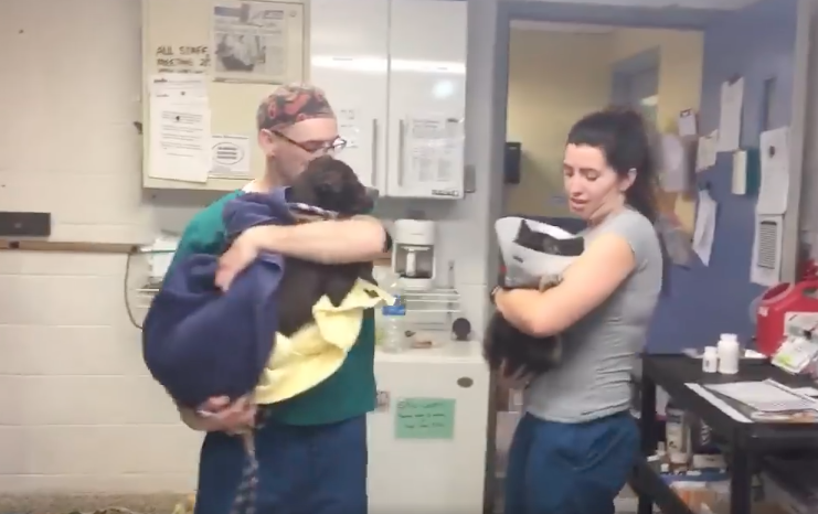 Confortano cani e gatti dopo gli interventi: l’idea dei veterinari è virale [VIDEO]