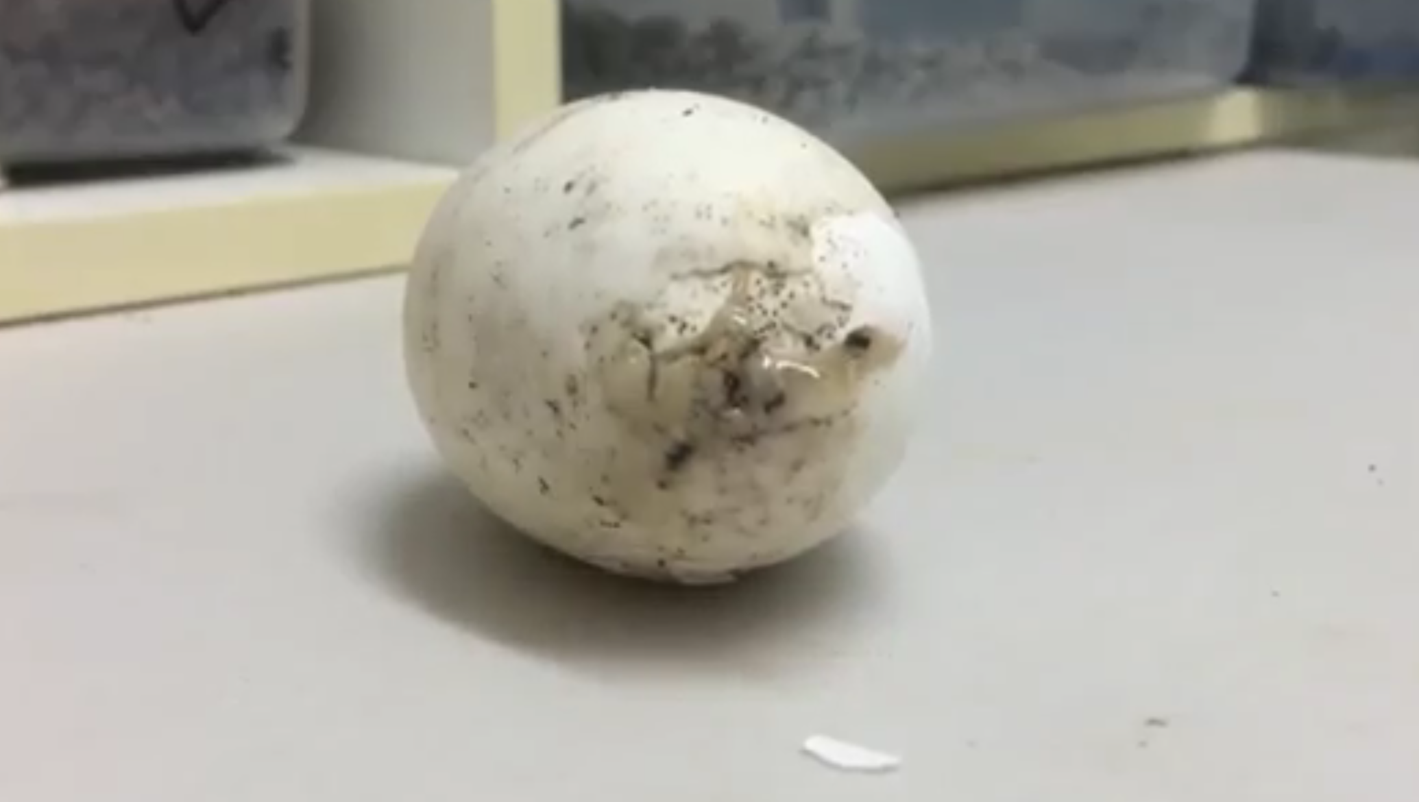 L’uovo si schiude: la nascita è emozionante [VIDEO]