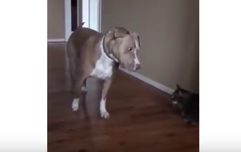 Il cane incontra il gatto: la sua paura è irresistibile [VIDEO]