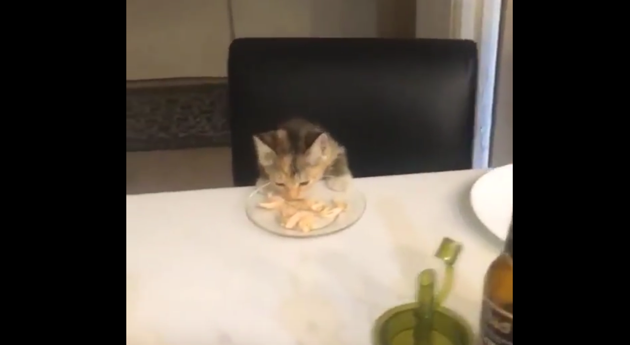 Il gattino mangia seduto a tavola: il commensale più carino di sempre [VIDEO]