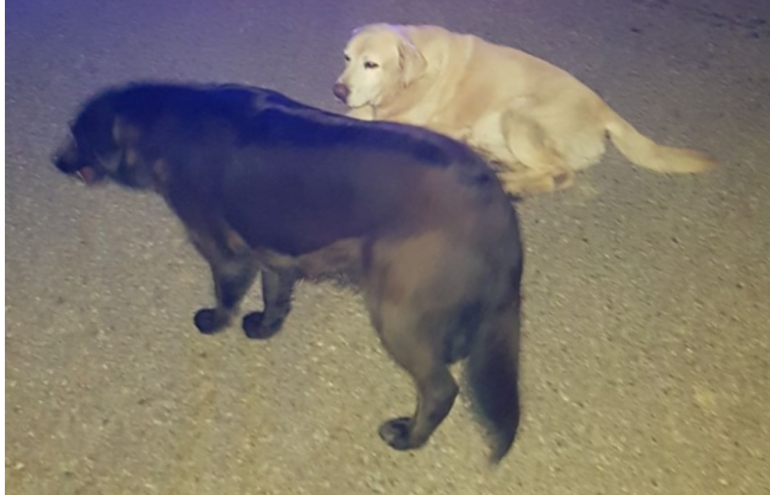 Cane ferito in mezzo alla strada, la sua compagna lo protegge [FOTO]