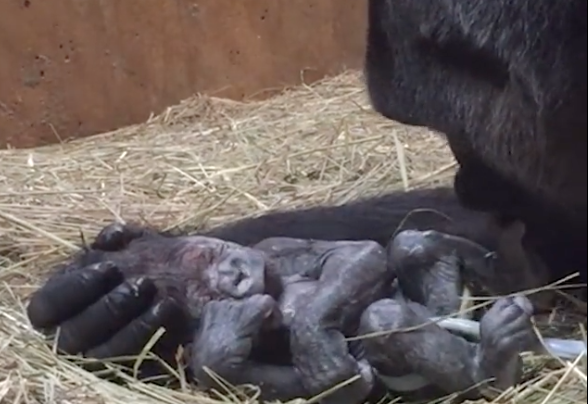 Perché il video della mamma gorilla che bacia il suo neonato è triste