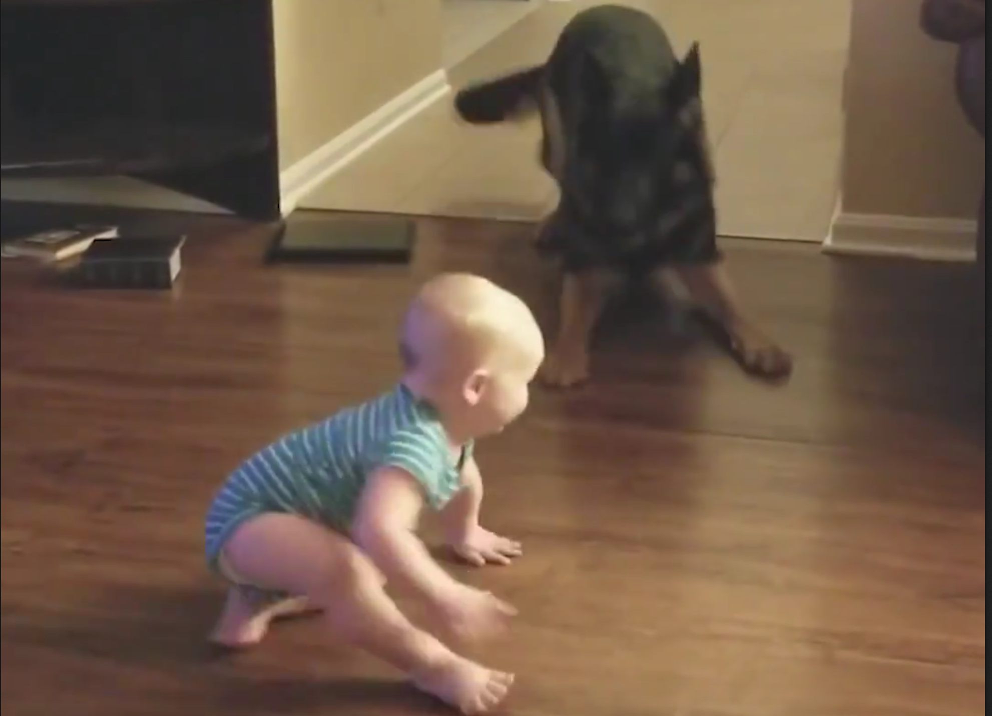 Il bimbo inizia a gattonare: il cane fa qualcosa di incredibile [VIDEO]