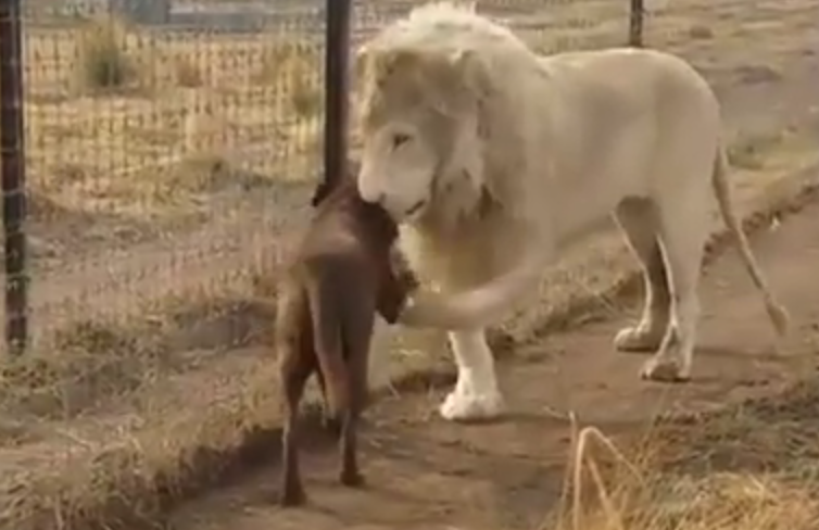 Un cane, un leone e un’amicizia particolare [VIDEO]