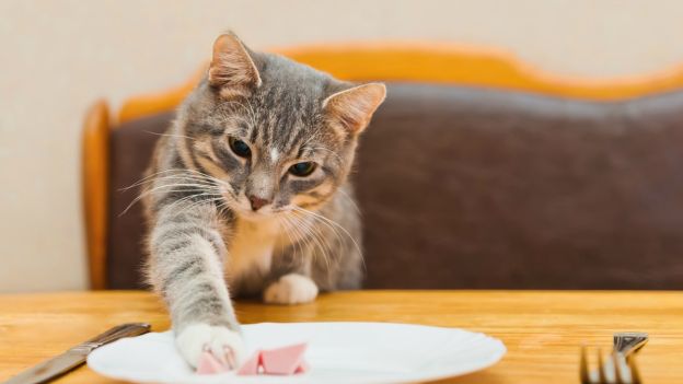 Gatti e cibo: 5 alimenti “killer” che non devono assolutamente mangiare