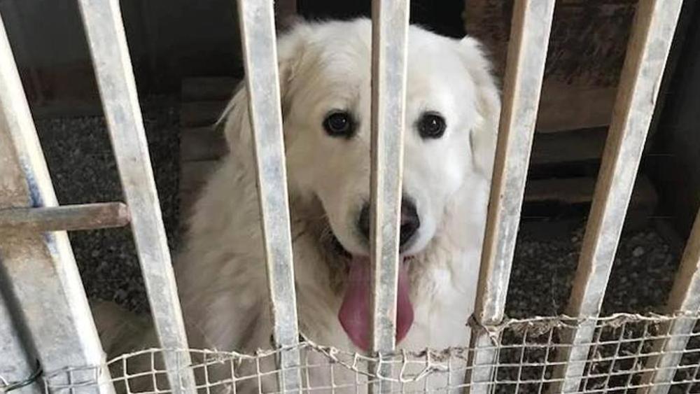 L’ora d’aria di Miro, il cane imprigionato perché abbaiava troppo [VIDEO]