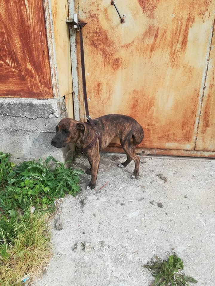 Ripreso mentre abbandona il Pit Bull davanti il canile: ecco che faccia ha [VIDEO]