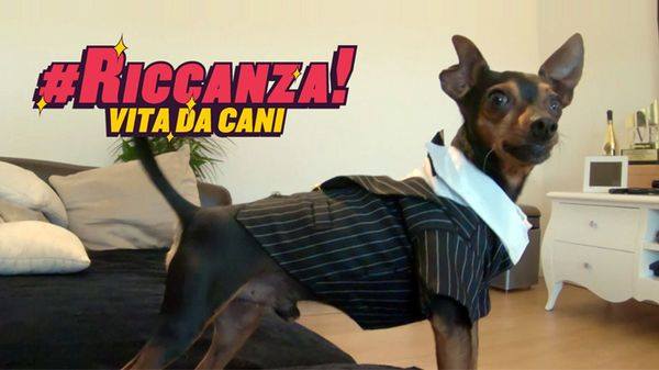 #Riccanza: 5 cani milionari e un programma tv