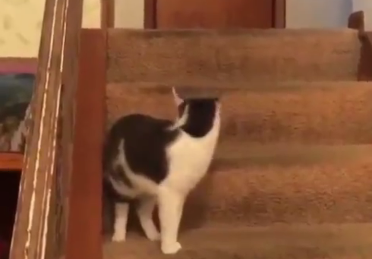 Il gatto tocca il cane: la reazione è tutta da ridere [VIDEO]