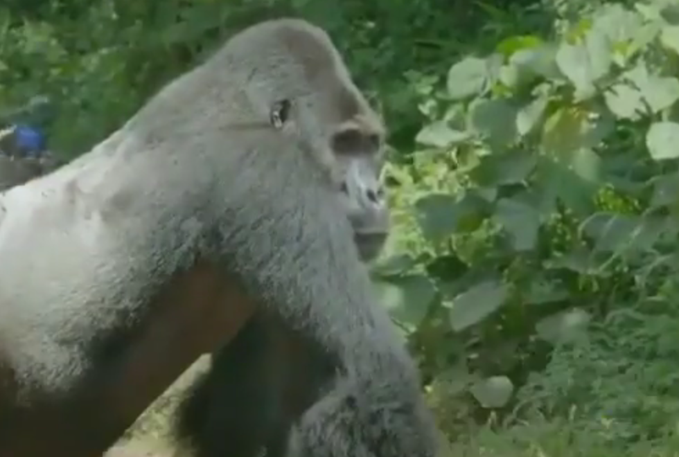 Il gorilla vede gli umani: quello che fa è da brividi [VIDEO]