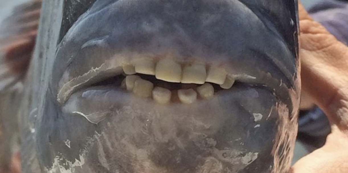 I suoi denti sono “umani”: ecco perché questo animale è in pericolo [FOTO]
