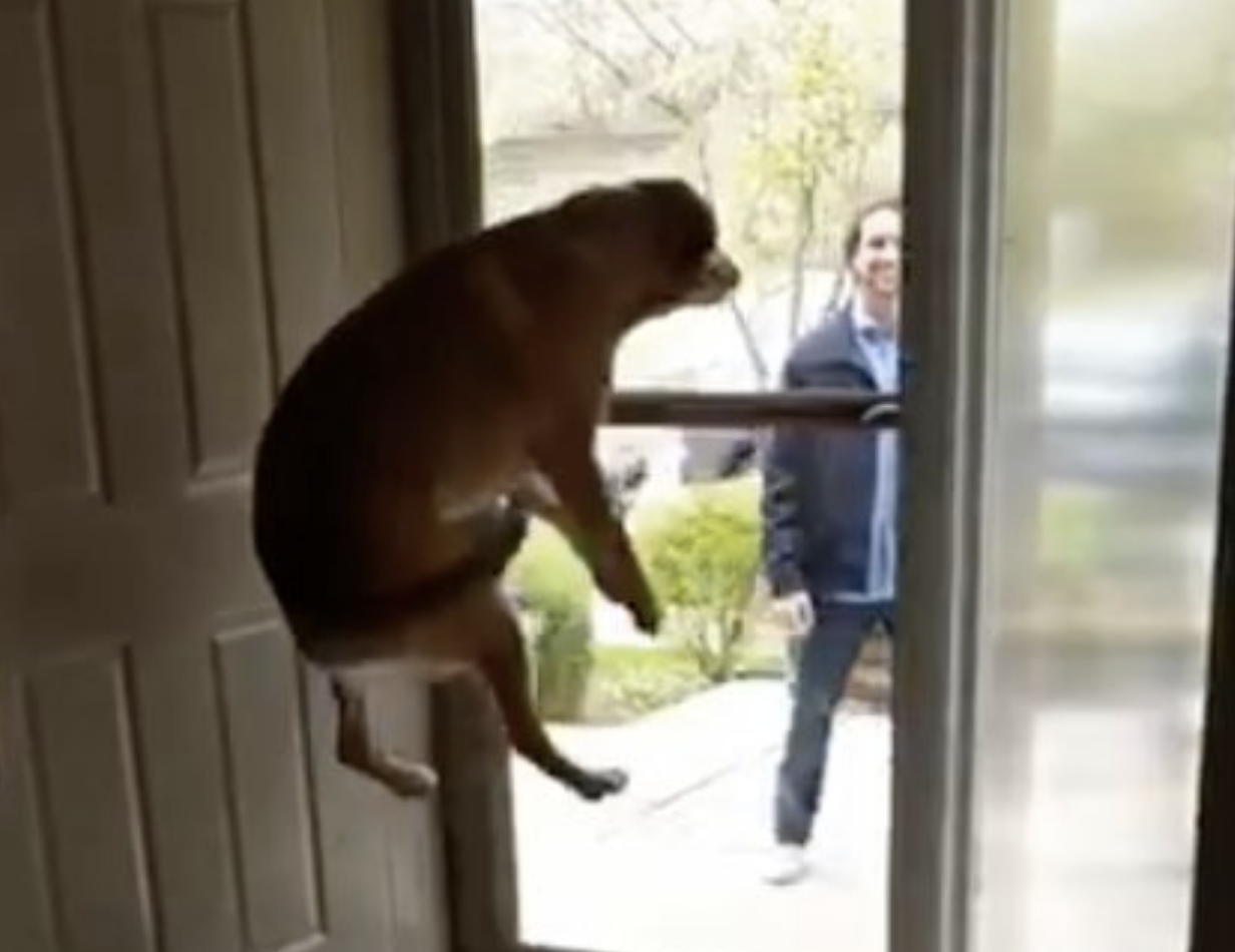 Vede i “fratelli” tornare a casa: la reazione del cane è incontenibile [VIDEO]