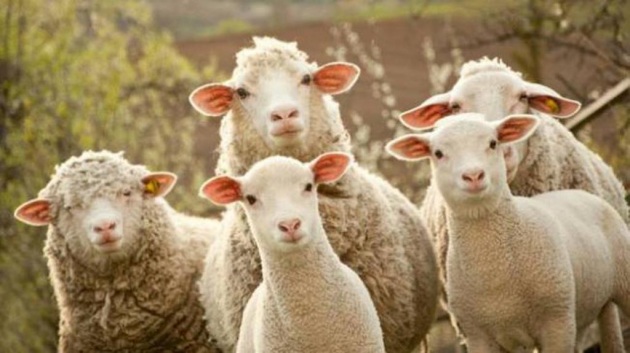 Pecore e capre per tosare l’erba dei parchi: l’idea che spiazza il web