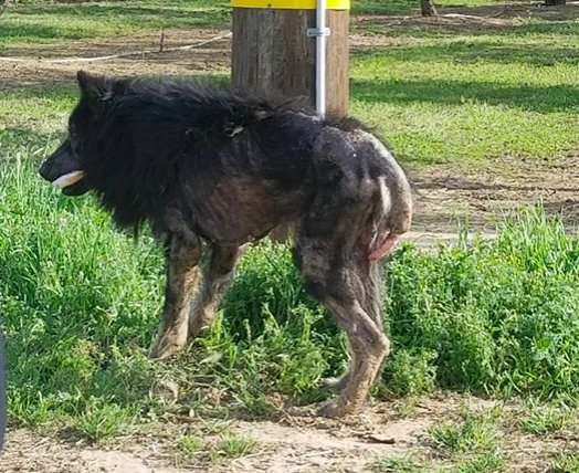 Lo chiamavano licantropo, ma la realtà è commovente [FOTO]