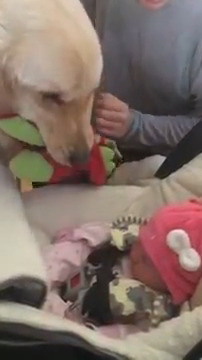 Il primo incontro tra un cane e un neonato: quello che succede è incredibile [VIDEO]