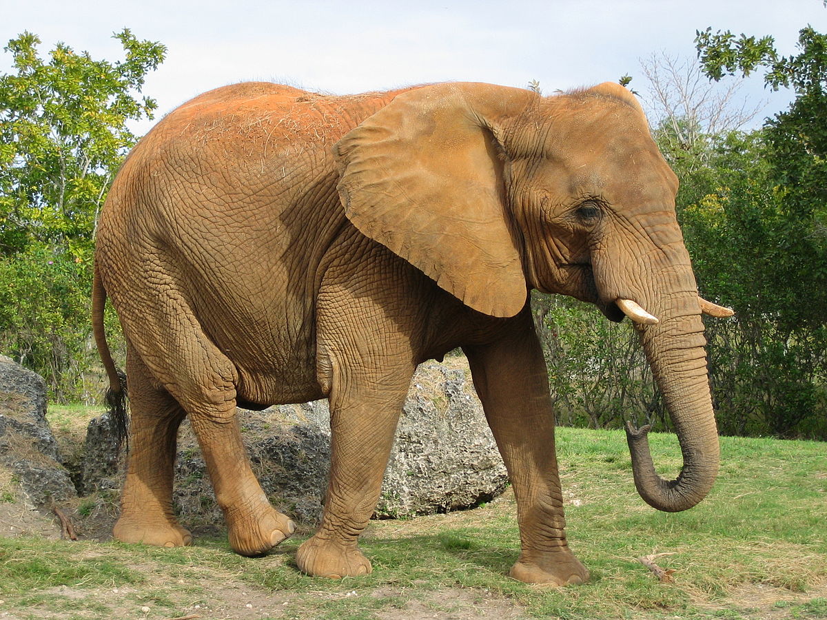 Vive da 35 anni insieme a un elefante ma gli animalisti dicono basta [FOTO]