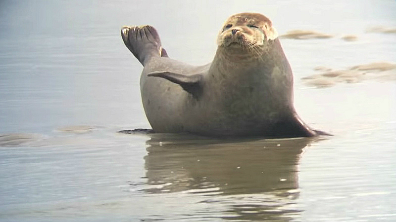 Lanciano dei sassi contro le foche: il motivo è assurdo [VIDEO]