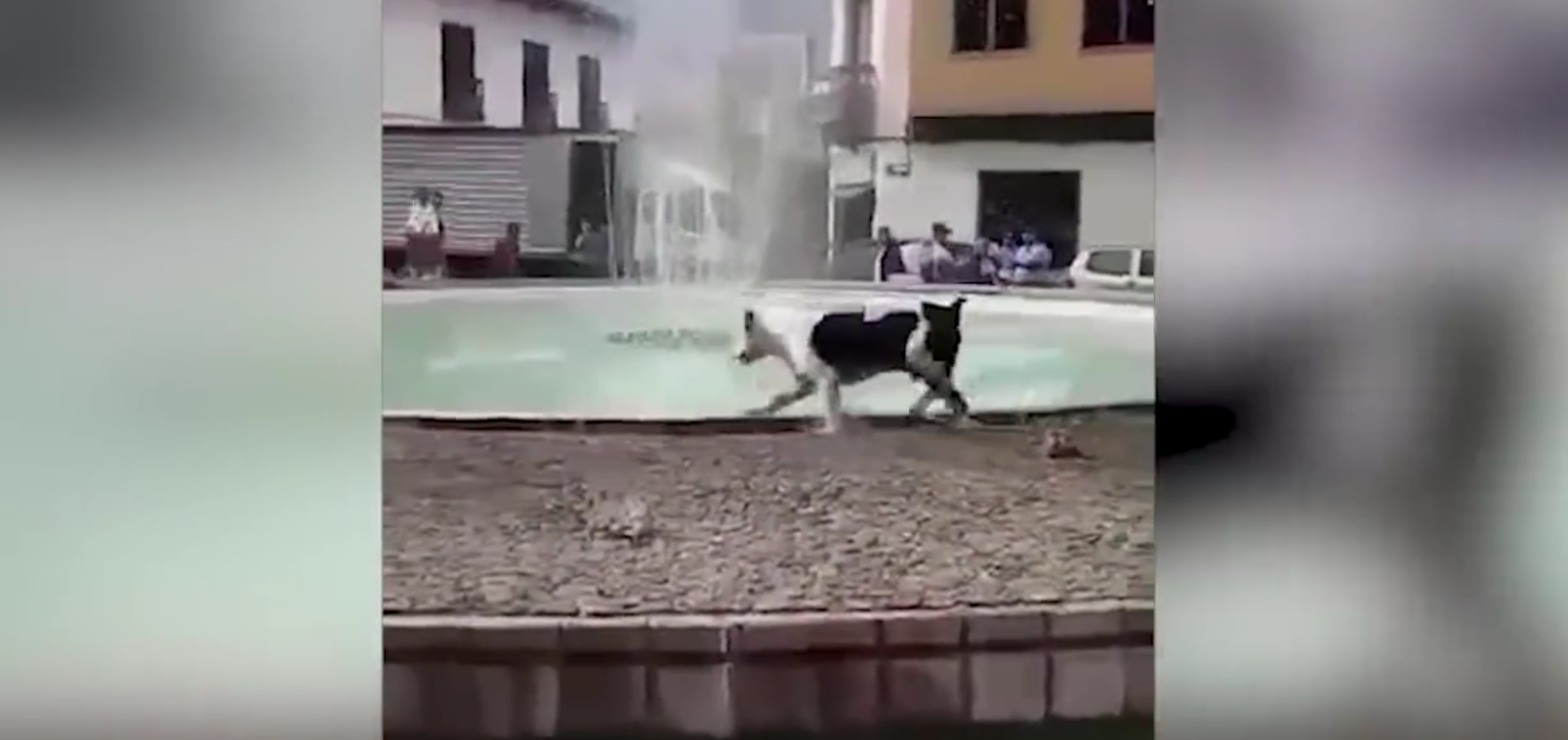 Il cane vede una fontana: la sua reazione è incontenibile  [VIDEO]