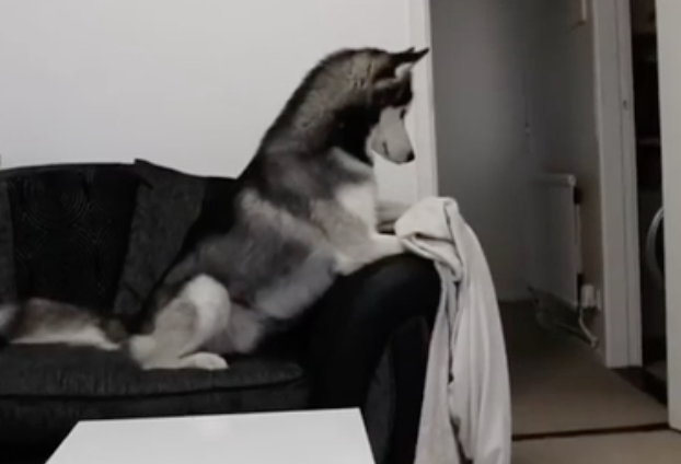 Sparisce di fronte al cane: la reazione è tutta da ridere [VIDEO]