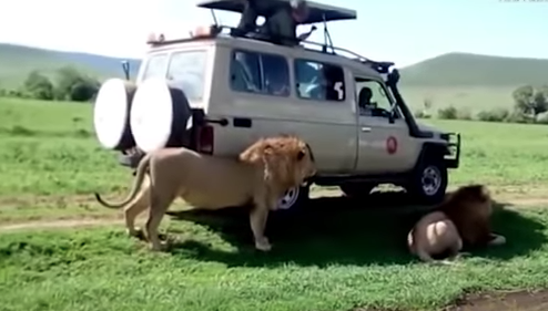 Turista accarezza un leone durante un safari: la reazione è incredibile [VIDEO]