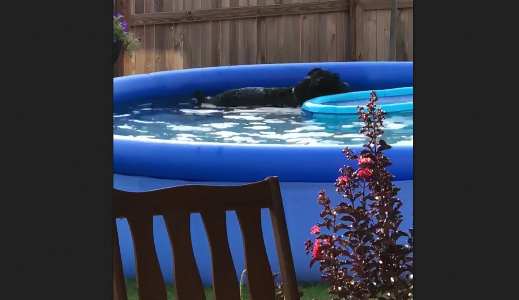 Il cane si tuffa in piscina: quello che accade dopo è incredibile [VIDEO]