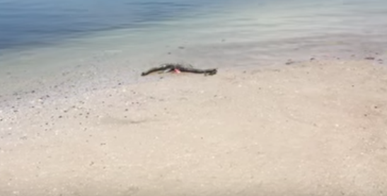 Carcassa misteriosa sulla spiaggia: un uomo chiama la tv locale e… [VIDEO]