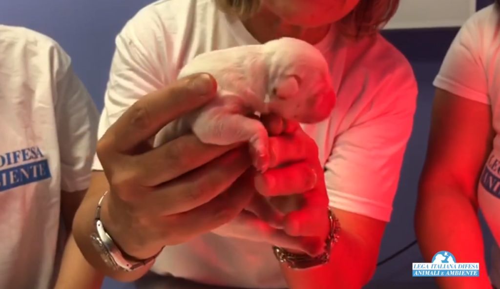 Trovata sepolta viva, cagnolina partorisce 11 cuccioli. Poi la tragedia