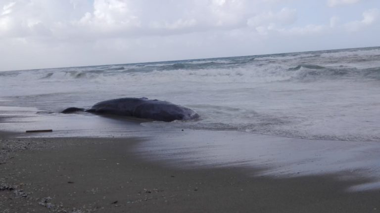 Balena nuota troppo vicina alla riva: ecco la reazione dei bagnanti [VIDEO]