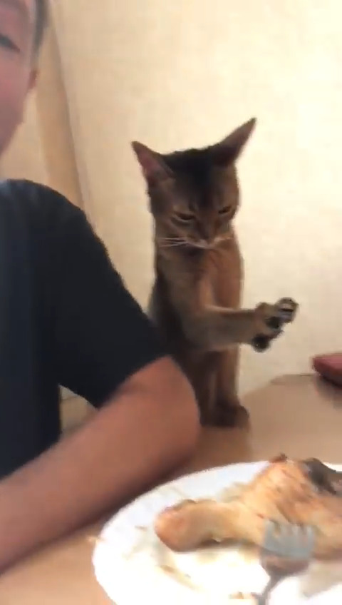 Gatto tenta di rubare una coscia di pollo: quello che succede è comico [VIDEO]