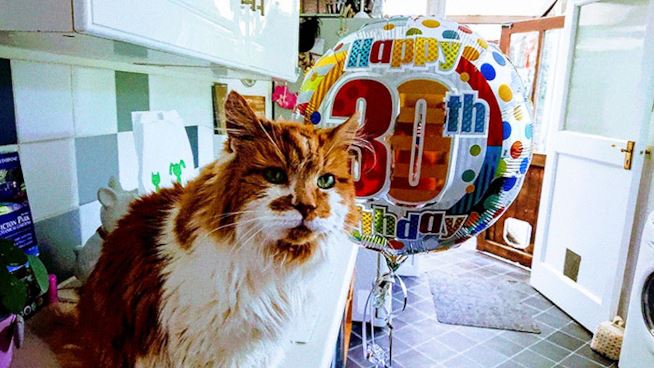 Auguri Rubble, il gatto più vecchio del mondo compie 30 anni [FOTO]