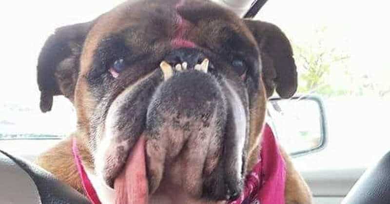 Il cane più brutto del mondo è un bulldog e si chiama Zsa Zsa [FOTO]