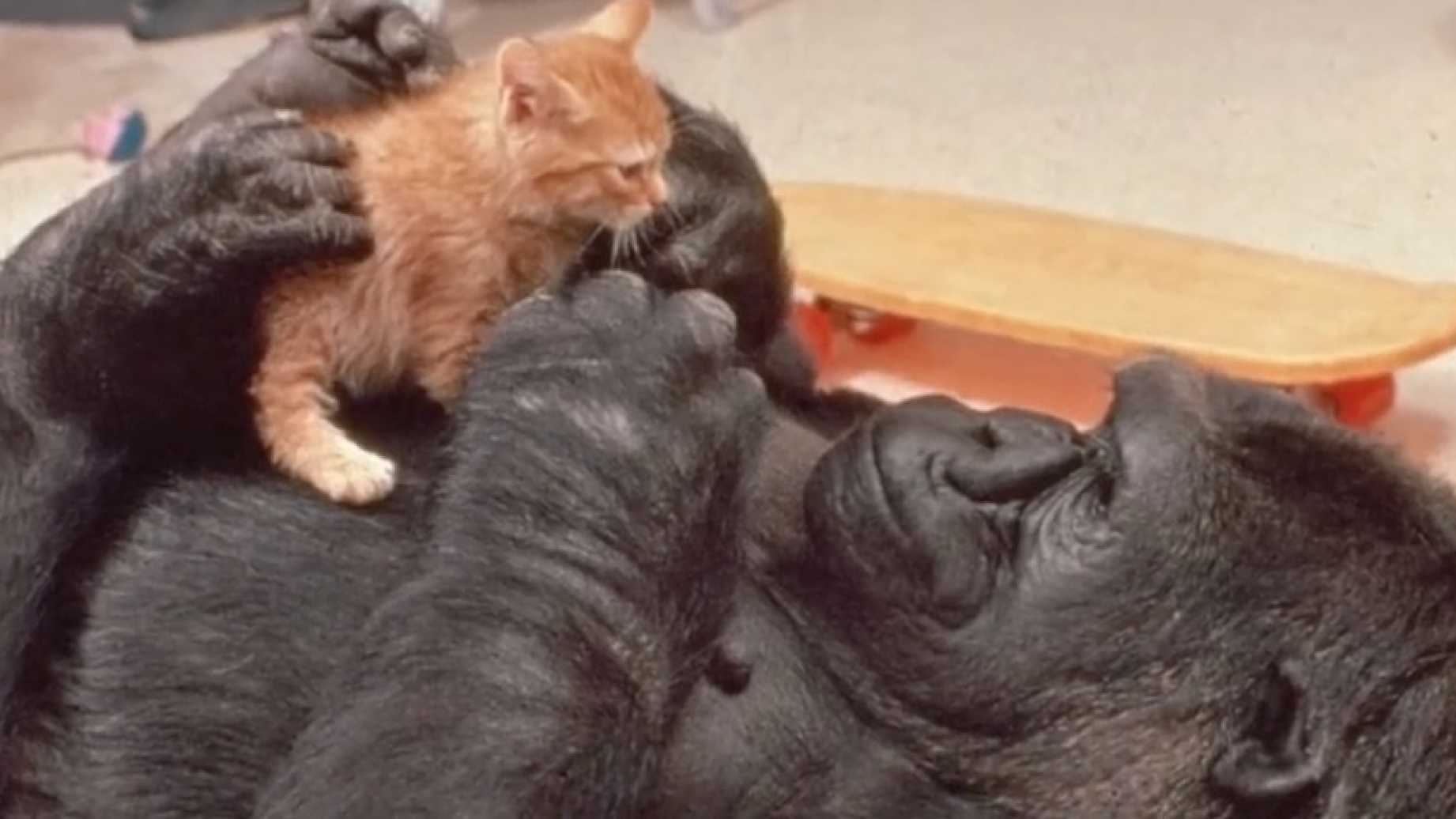 Addio a Koko, la gorilla che comunicava con la lingua dei segni [VIDEO]