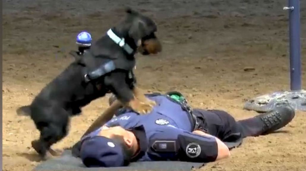 Ecco Poncho, il cane poliziotto che salva vite con il massaggio cardiaco [VIDEO]